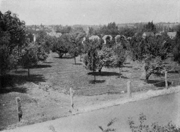 An Apple Orchard, Grass Valley, "The Trees Growing in the Grass, as in England and the Atlantic States"